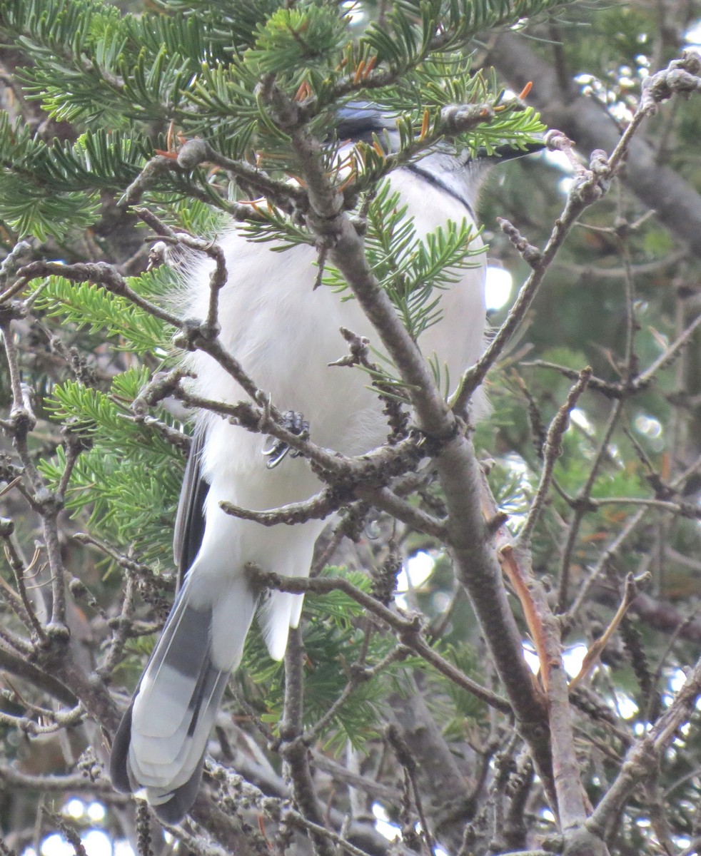 Blue Jay - ML645920619
