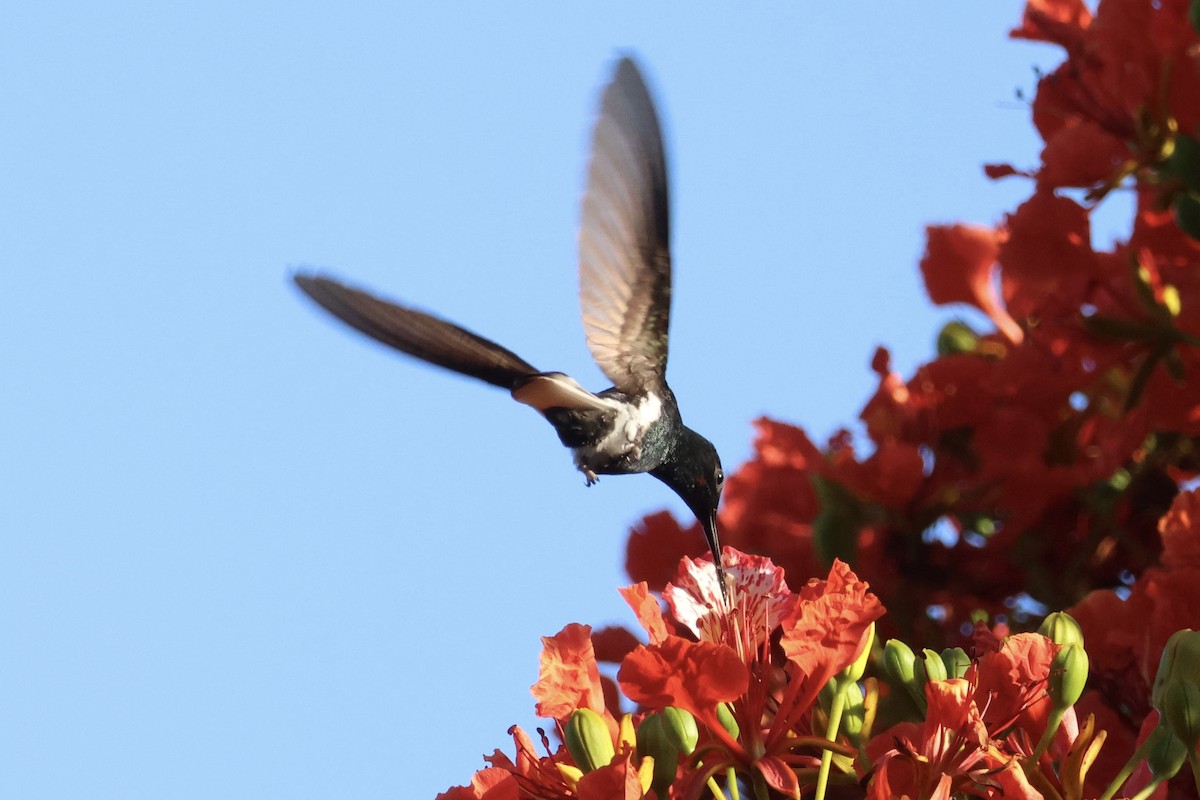 Black Jacobin - ML645920621