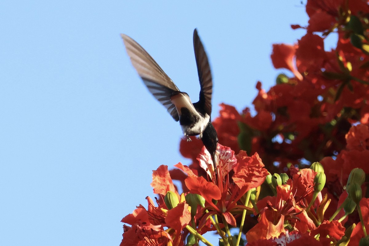 Black Jacobin - ML645920622