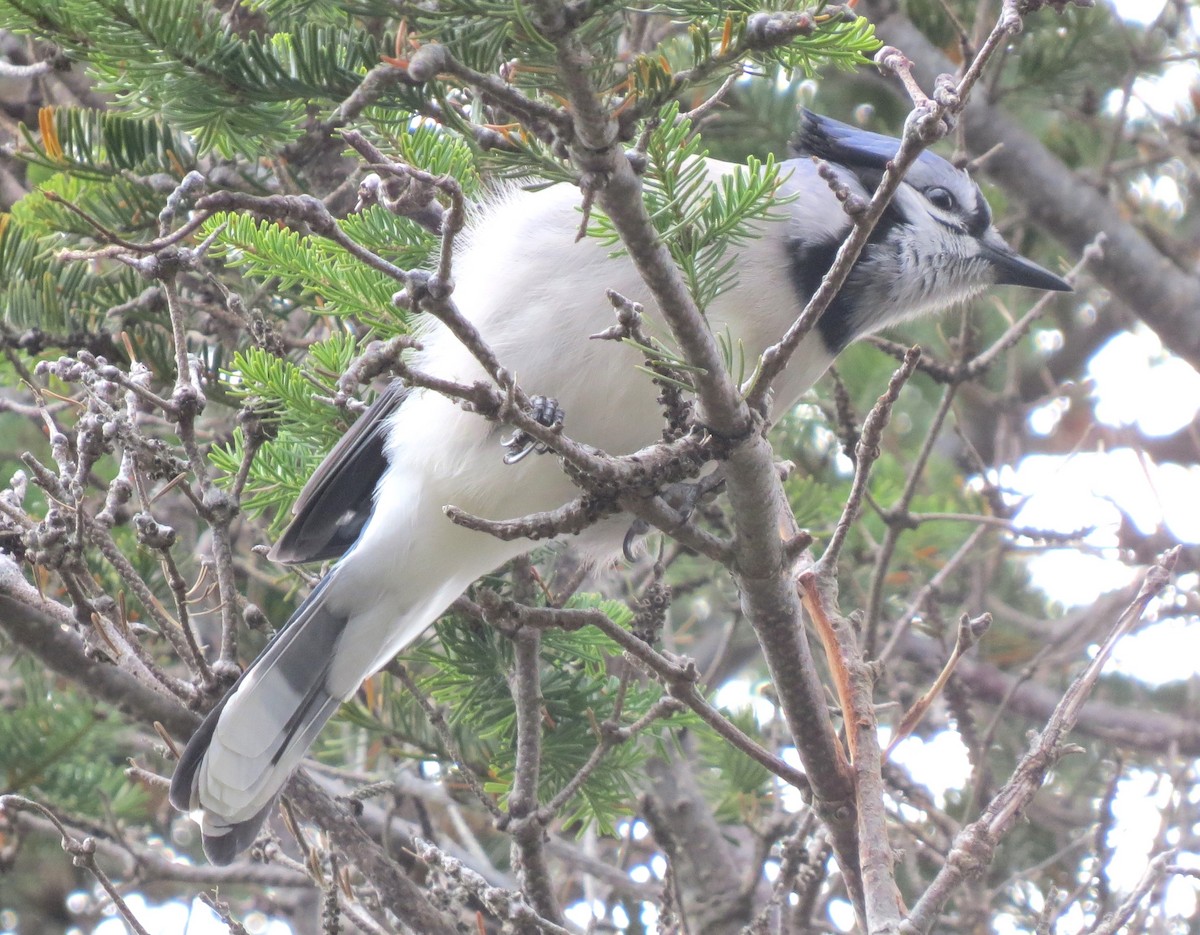 Blue Jay - ML645920623