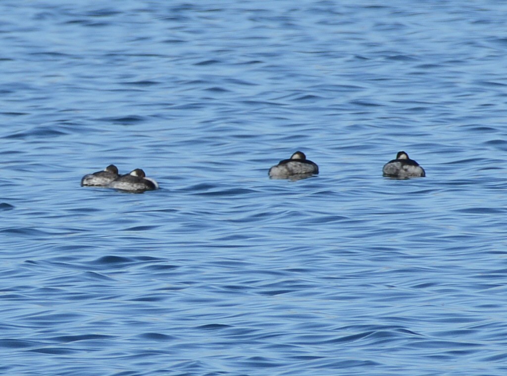 Eared Grebe - ML645920632