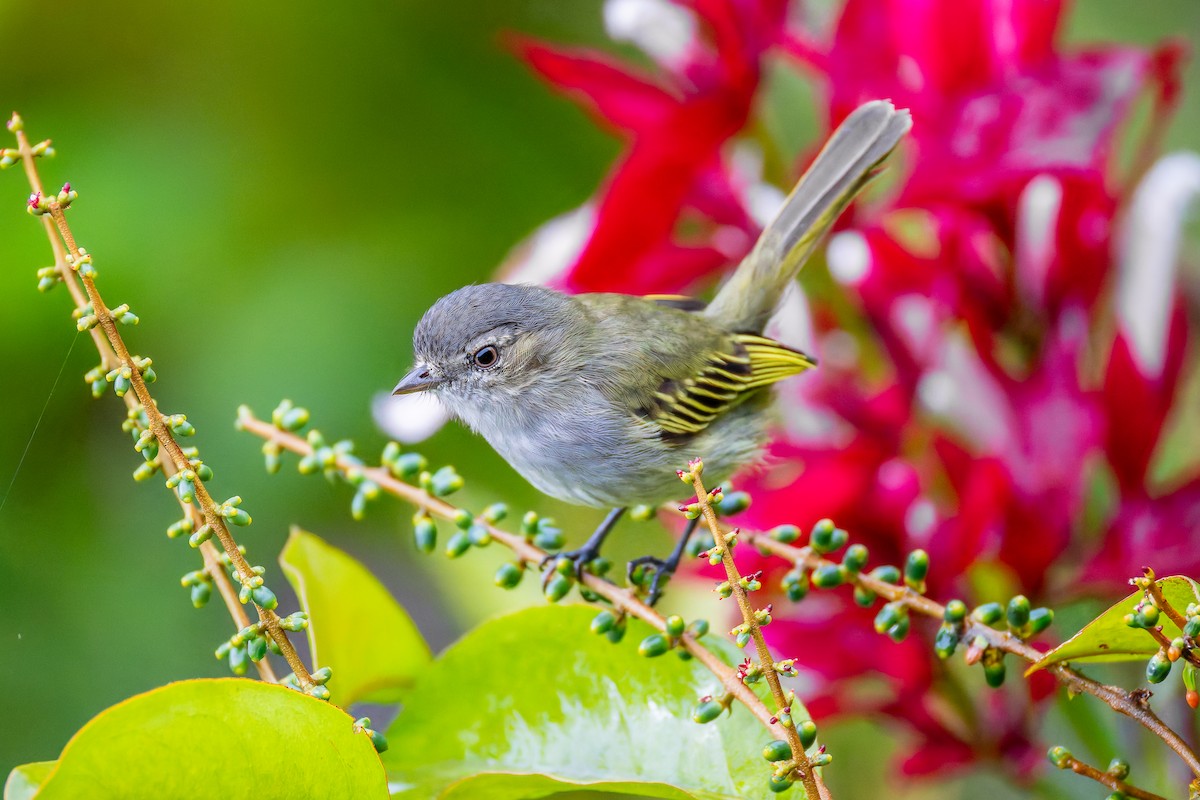 Mistletoe Tyrannulet - ML645920639
