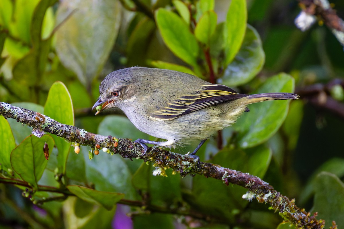 Mistletoe Tyrannulet - ML645920640