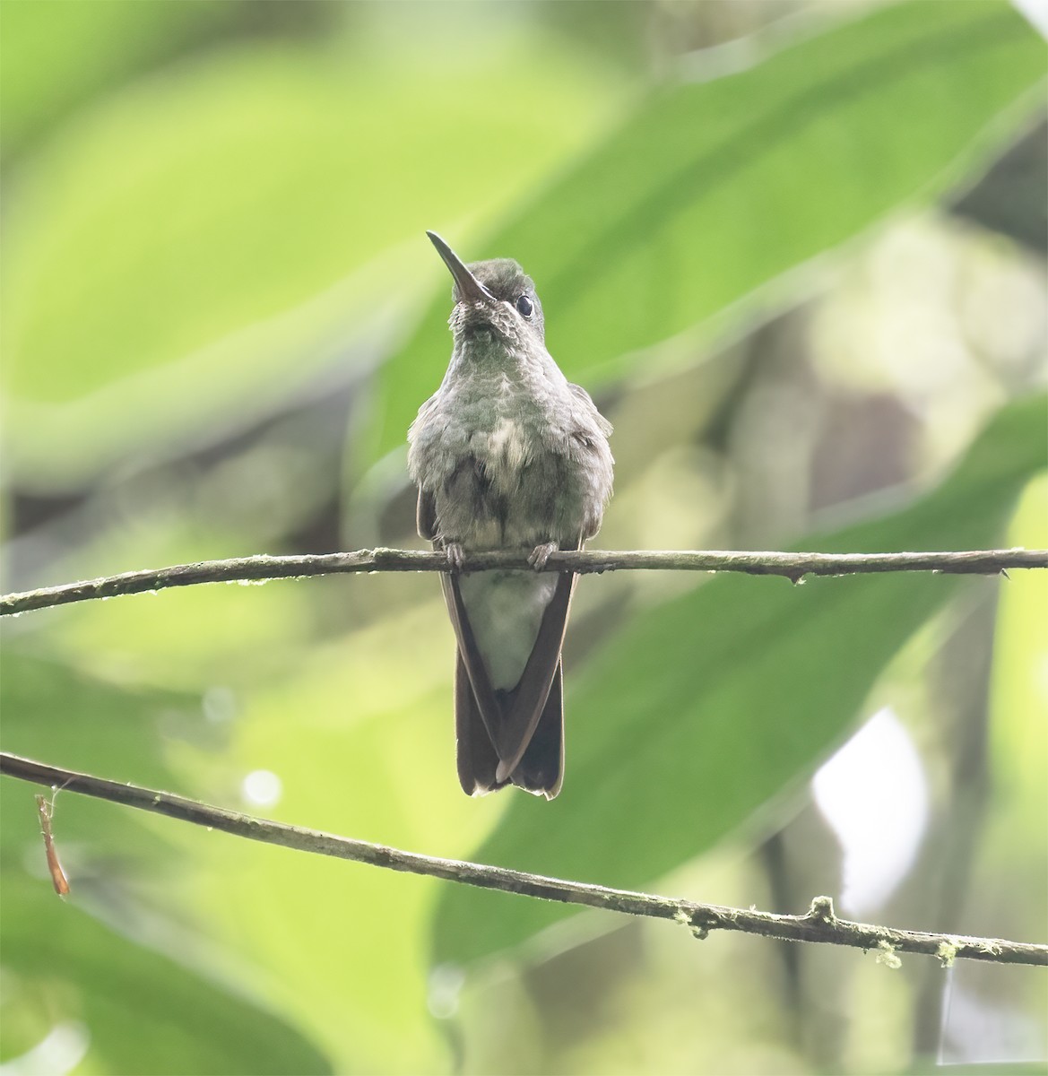 Pink-throated Brilliant - ML645920649