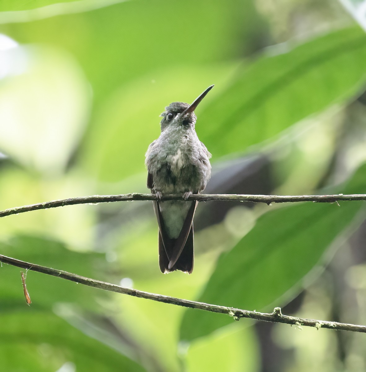 Pink-throated Brilliant - ML645920650