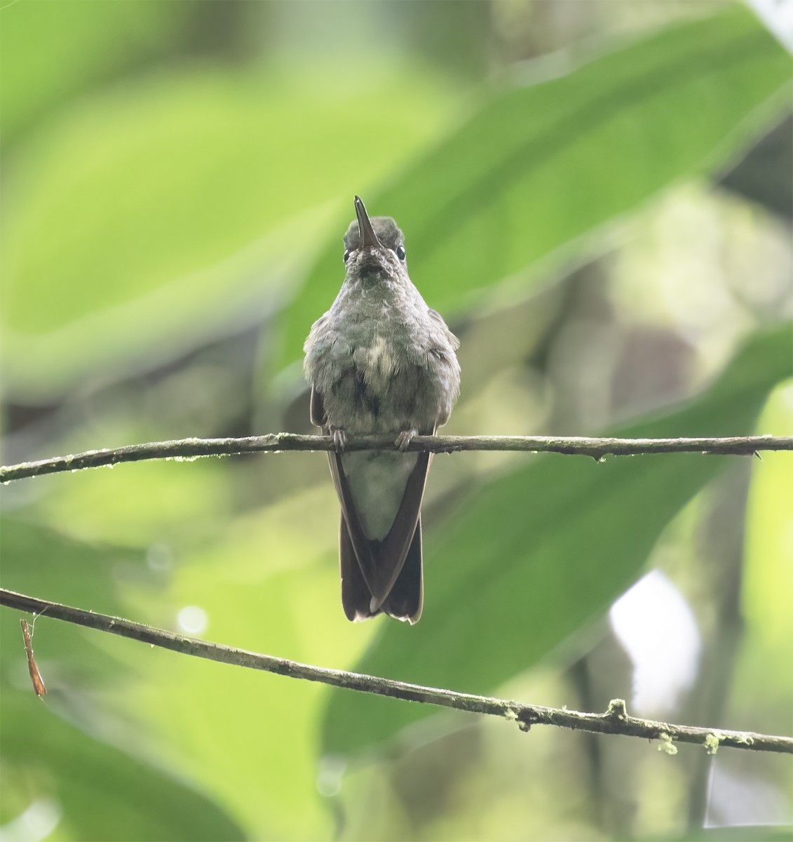 Pink-throated Brilliant - ML645920651