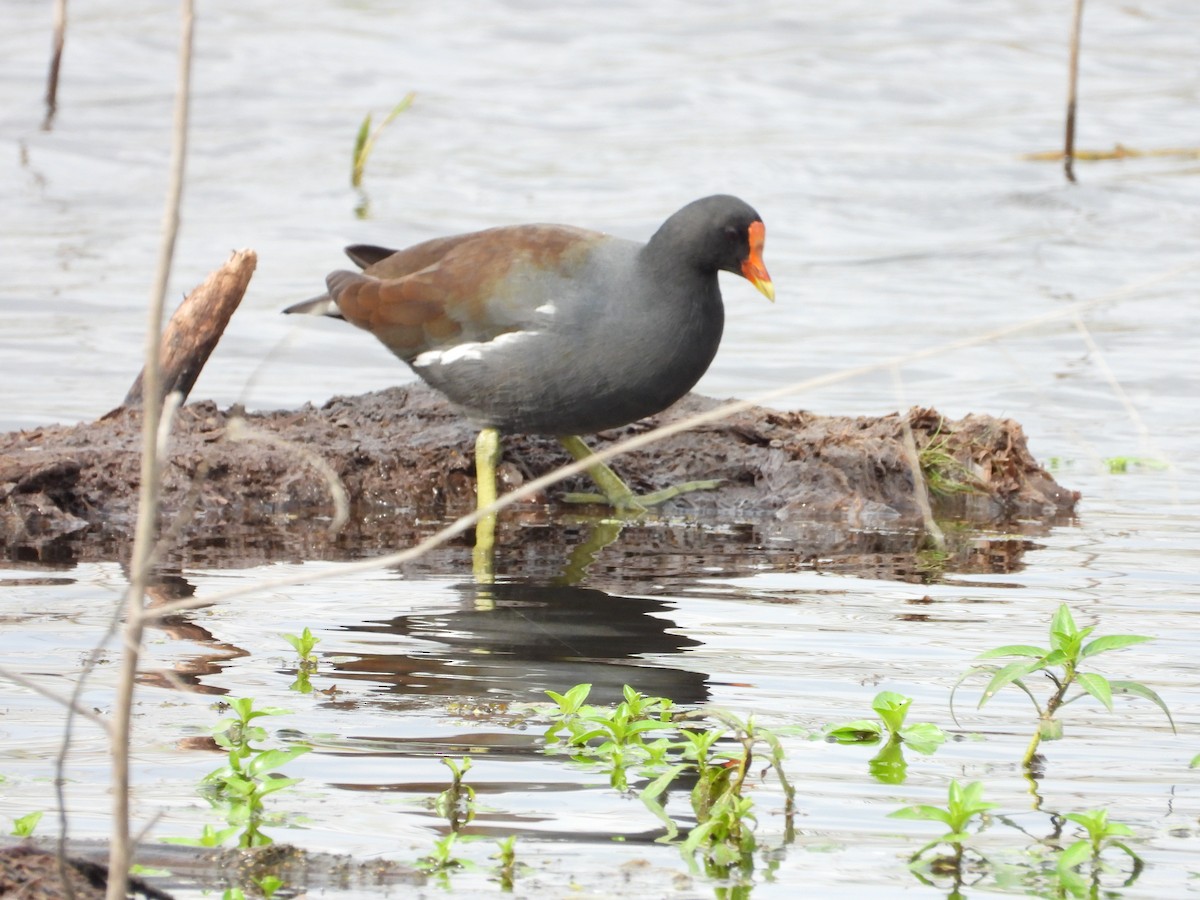 slípka americká - ML645920662