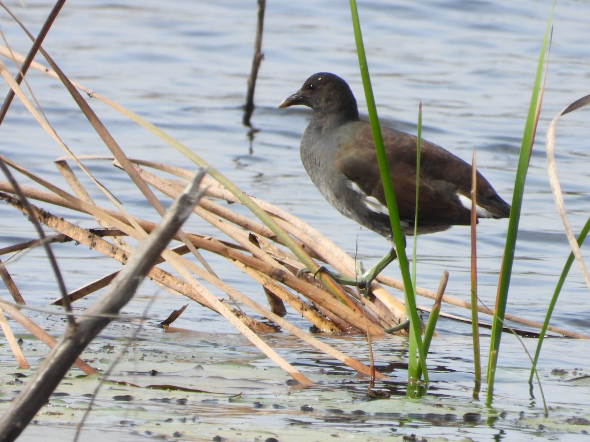 slípka americká - ML645920663