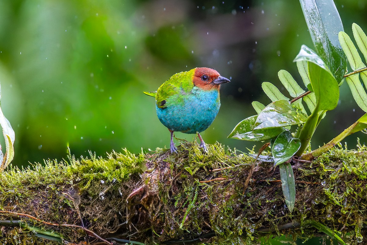 Bay-headed Tanager - ML645920664