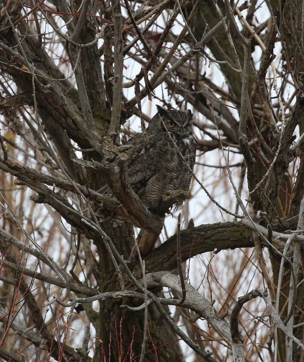 Great Horned Owl - ML645920667