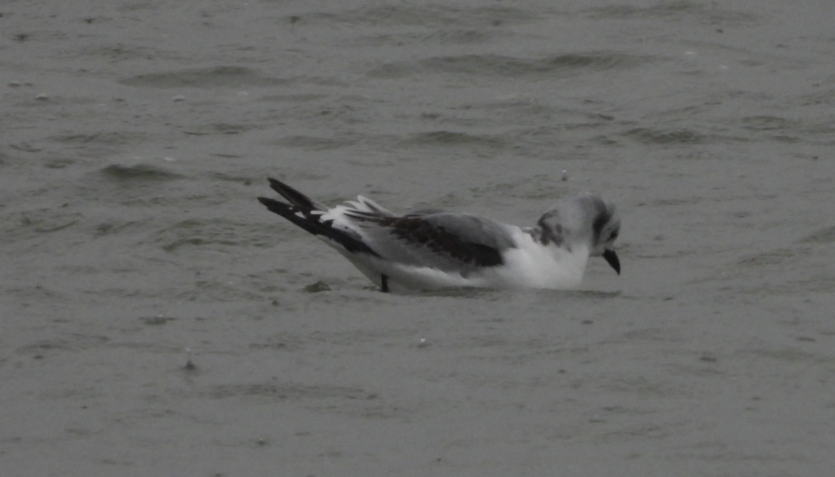 Kara Ayaklı Martı - ML645920668