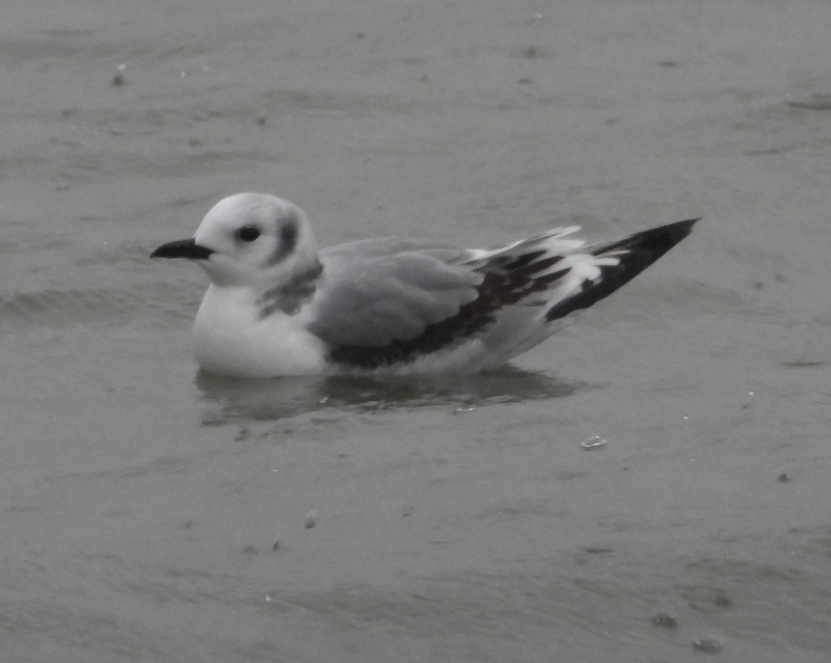 Kara Ayaklı Martı - ML645920669