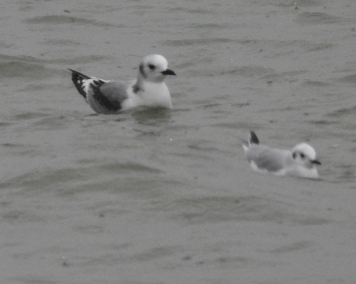 Kara Ayaklı Martı - ML645920670