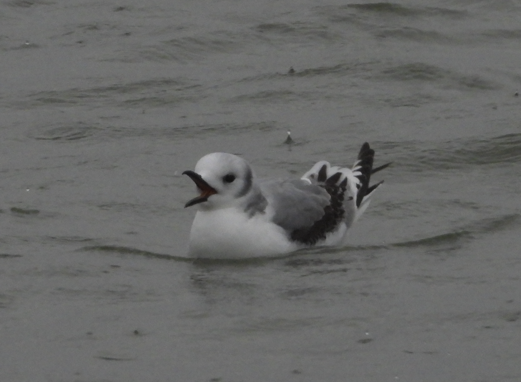 Kara Ayaklı Martı - ML645920671