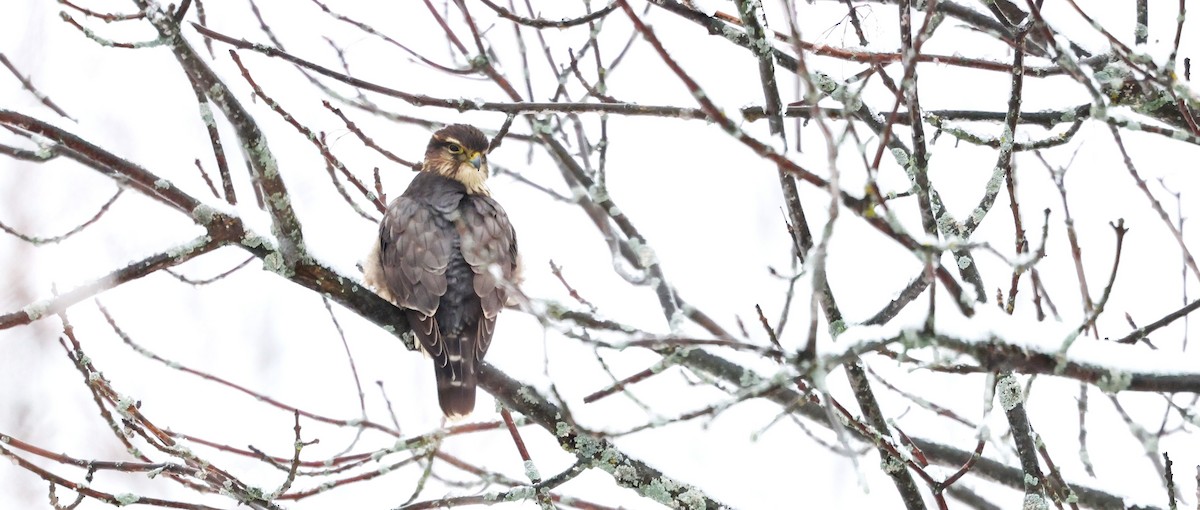 Merlin - ML645920675