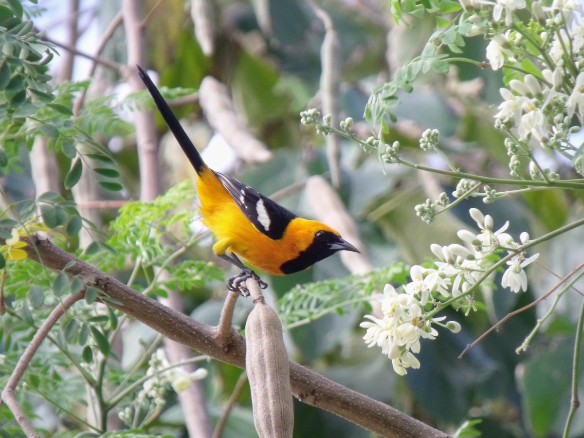 Hooded Oriole - ML645920682