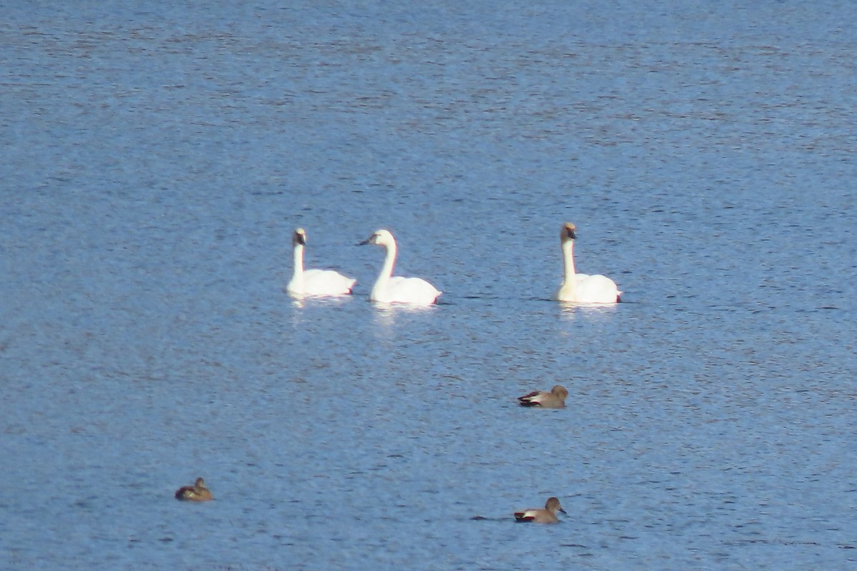 Tundra Swan - ML645920689