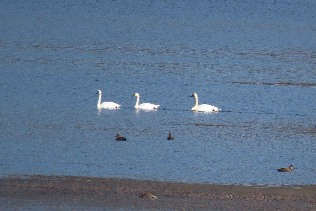 Tundra Swan - ML645920690