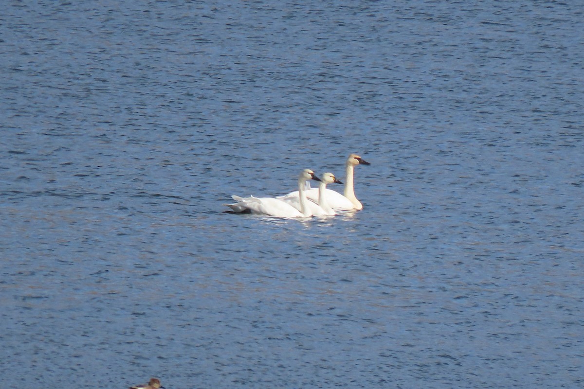 Tundra Swan - ML645920691