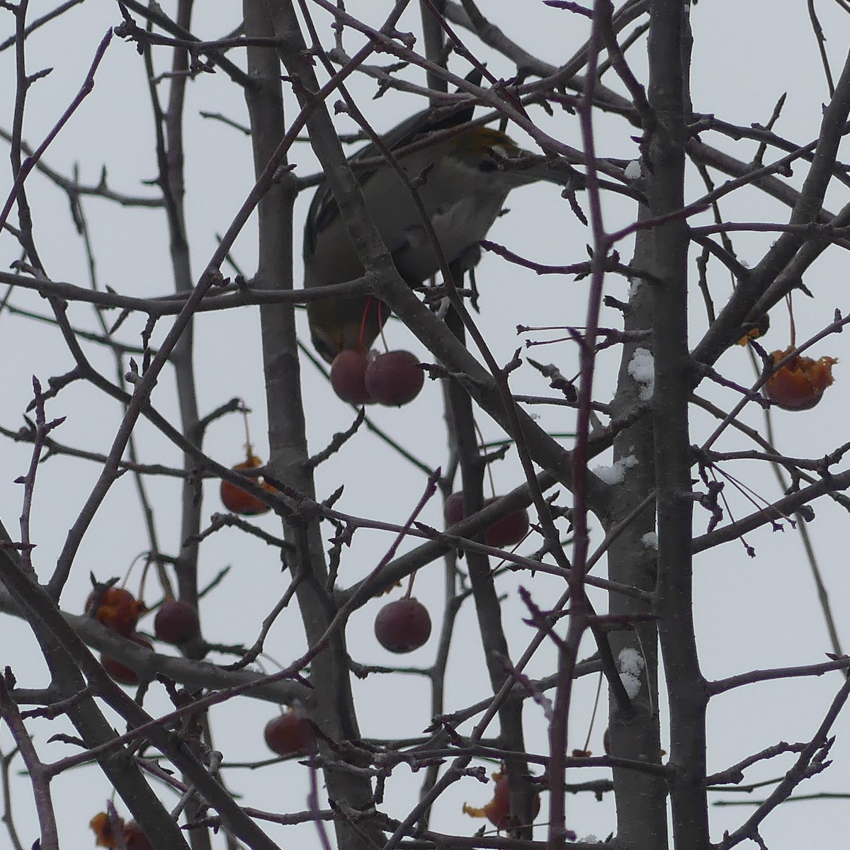 Pinu-gailupa - ML645920692