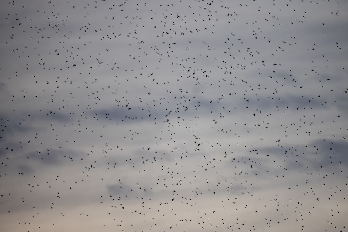 Tree Swallow - ML645920695