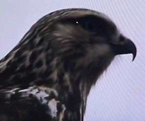 Rough-legged Hawk - ML645920701