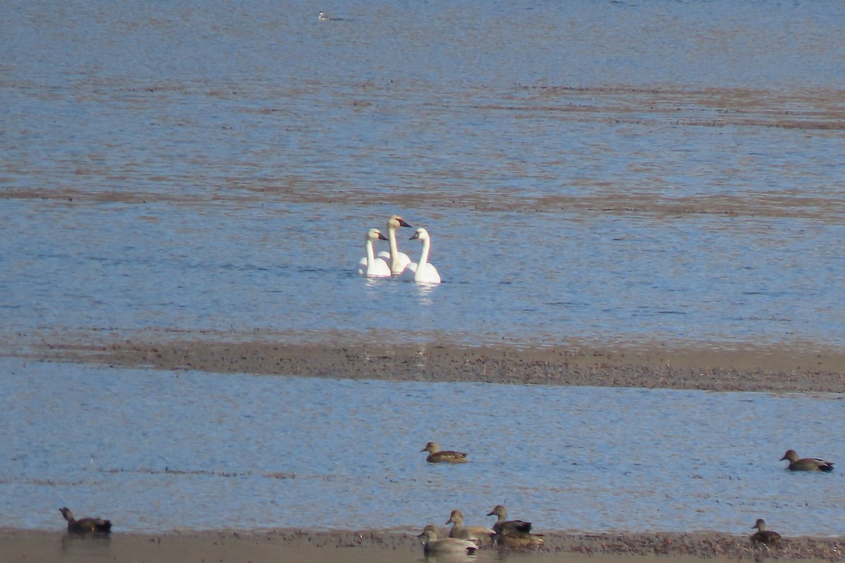 Trumpeter Swan - ML645920702