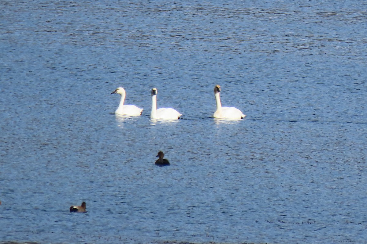 Trumpeter Swan - ML645920703