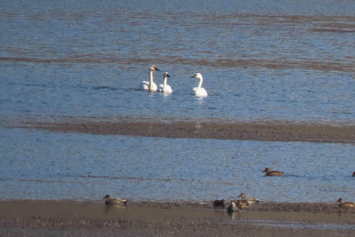 Trumpeter Swan - ML645920704