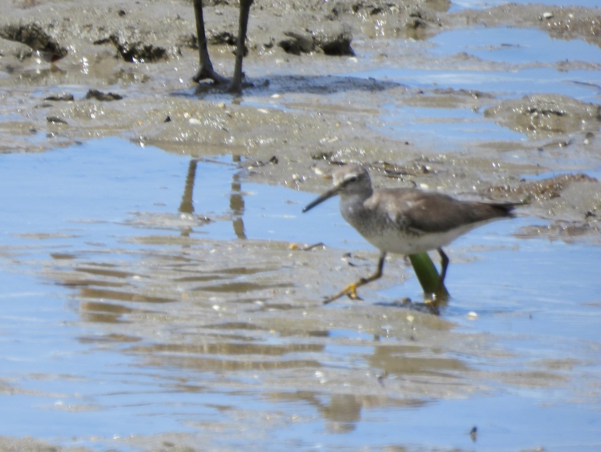Gray-tailed Tattler - ML645920705