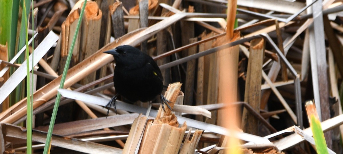 Yellow-winged Blackbird - ML645920706