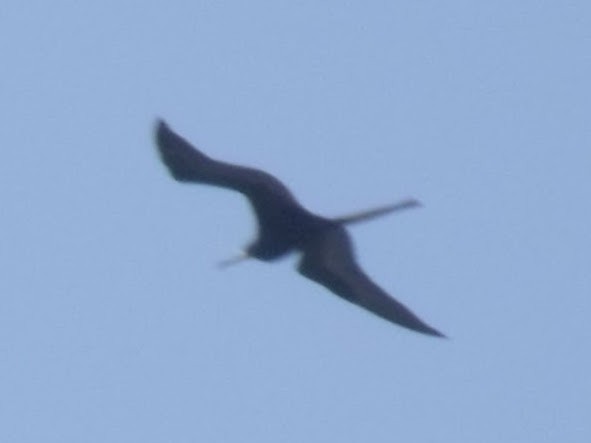 Magnificent Frigatebird - ML645920707