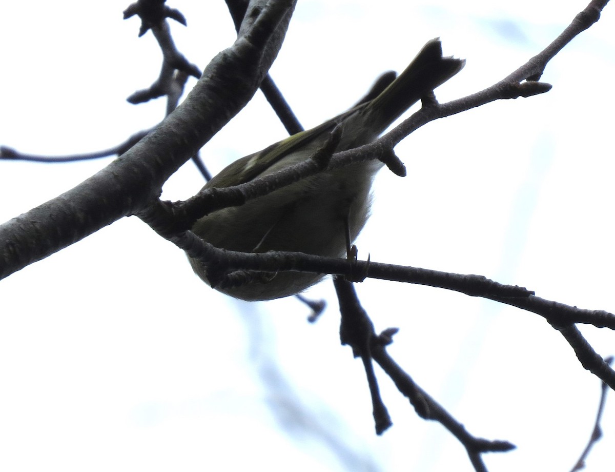 Golden-crowned Kinglet - ML645920708