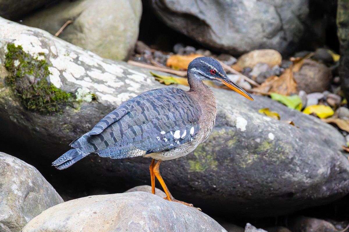 Sunbittern - ML645920709