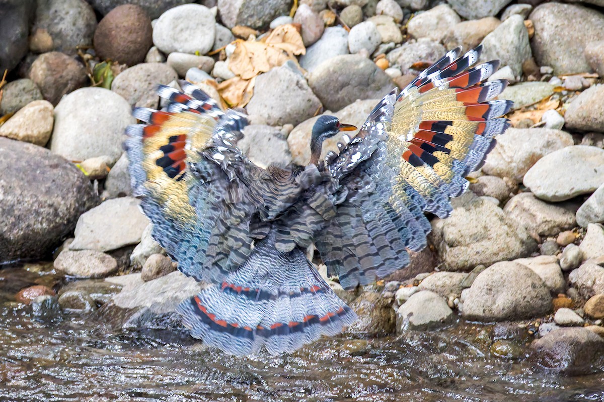 Sunbittern - ML645920710