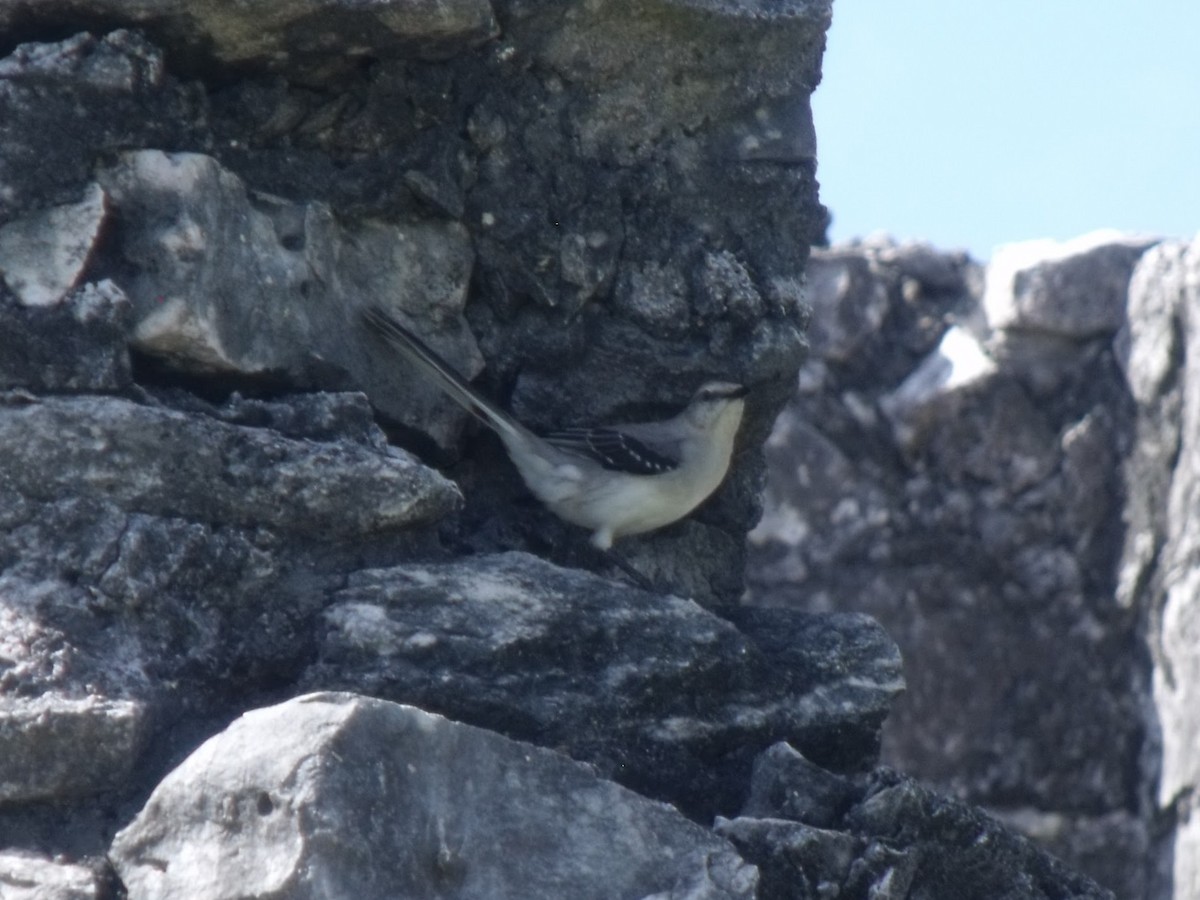 Tropical Mockingbird - ML645920711