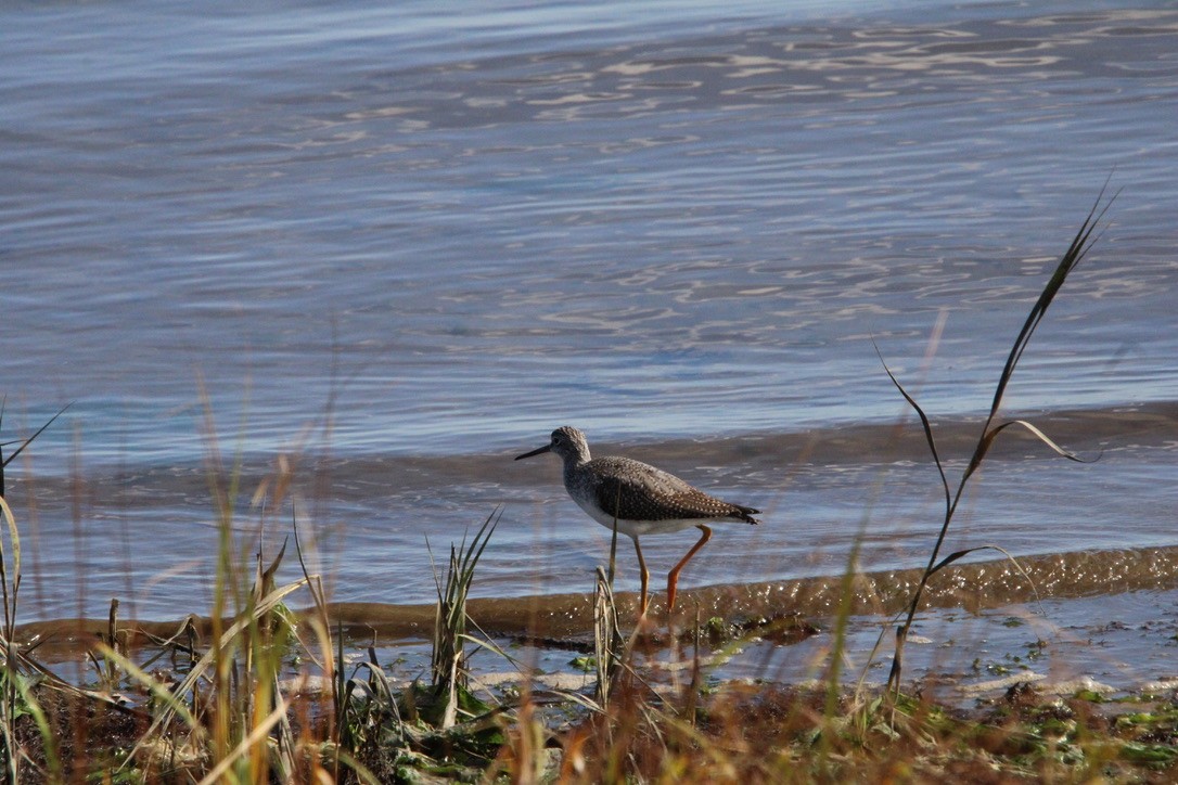 Greater Yellowlegs - ML645920712