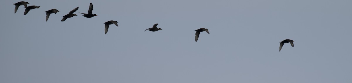 Black Scoter - ML645920713