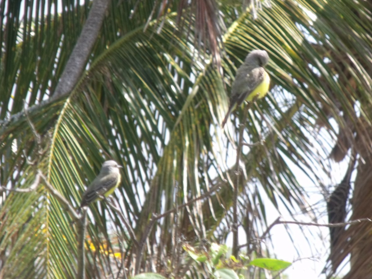 Tropical/Couch's Kingbird - ML645920715