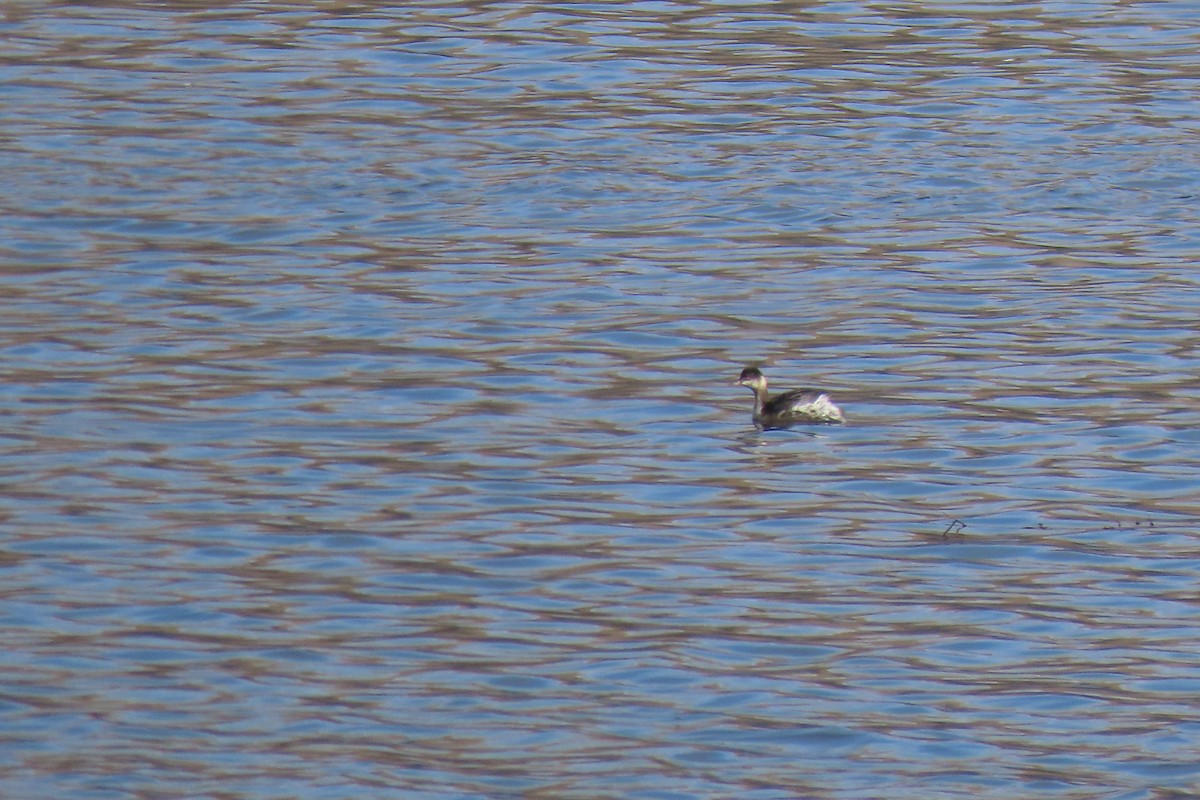 黑頸鸊鷉 - ML645920716