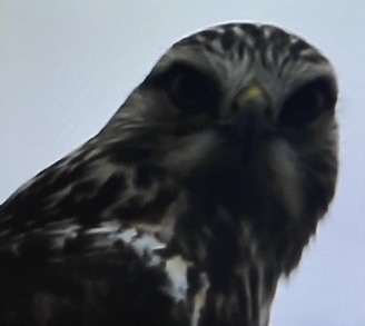 毛足鵟 - ML645920717