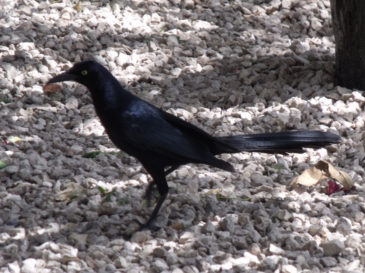 Great-tailed Grackle - ML645920718