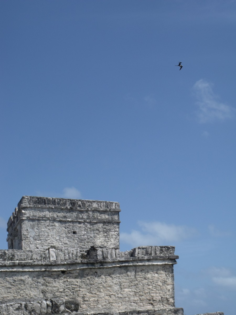 Magnificent Frigatebird - ML645920727
