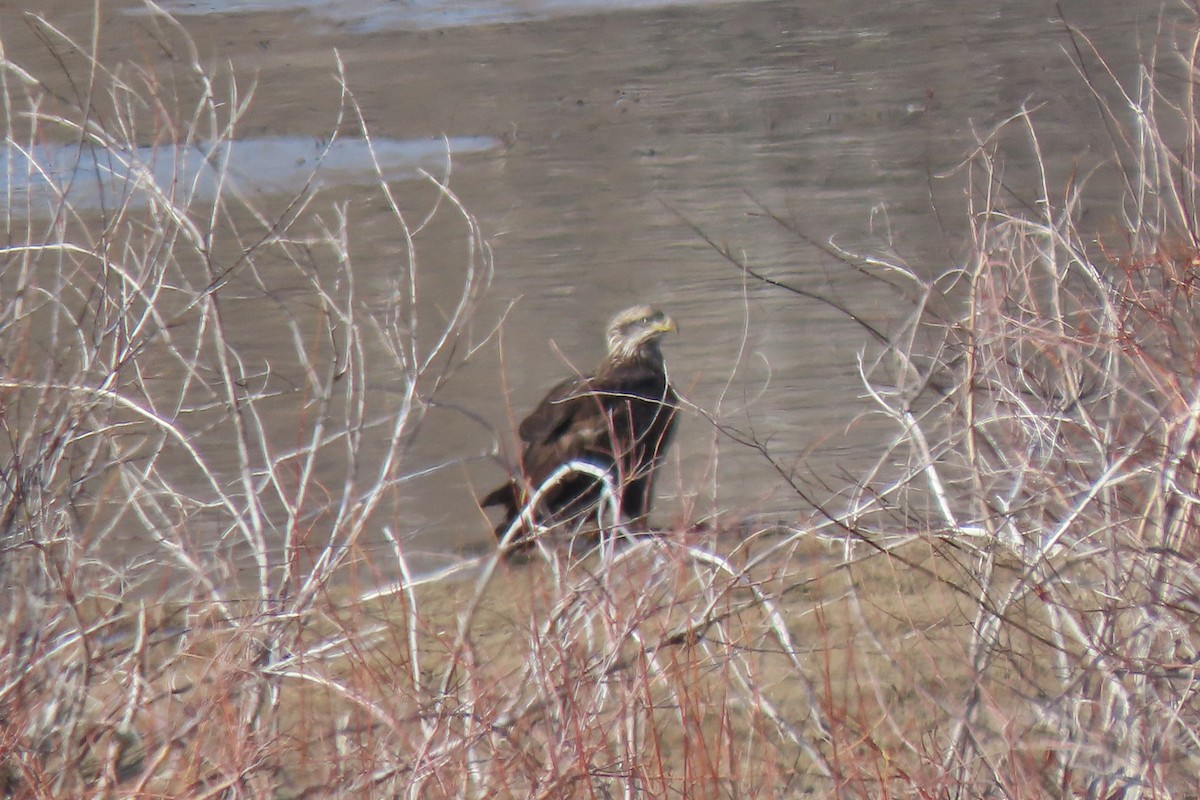 Bald Eagle - ML645920729