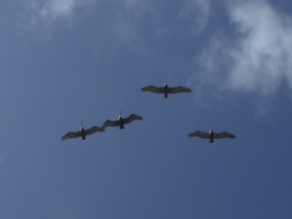 Brown Pelican - ML645920730