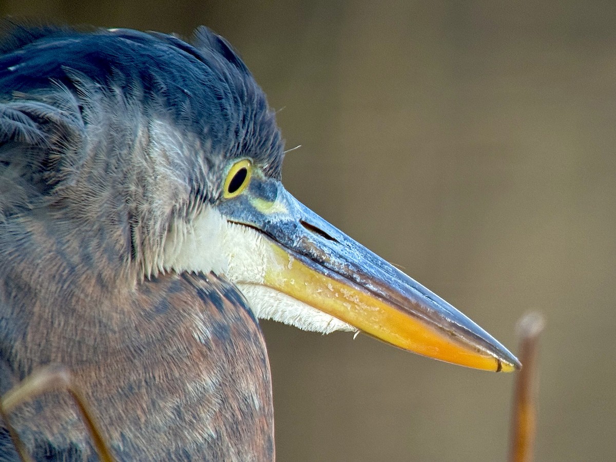 Great Blue Heron - ML645920731