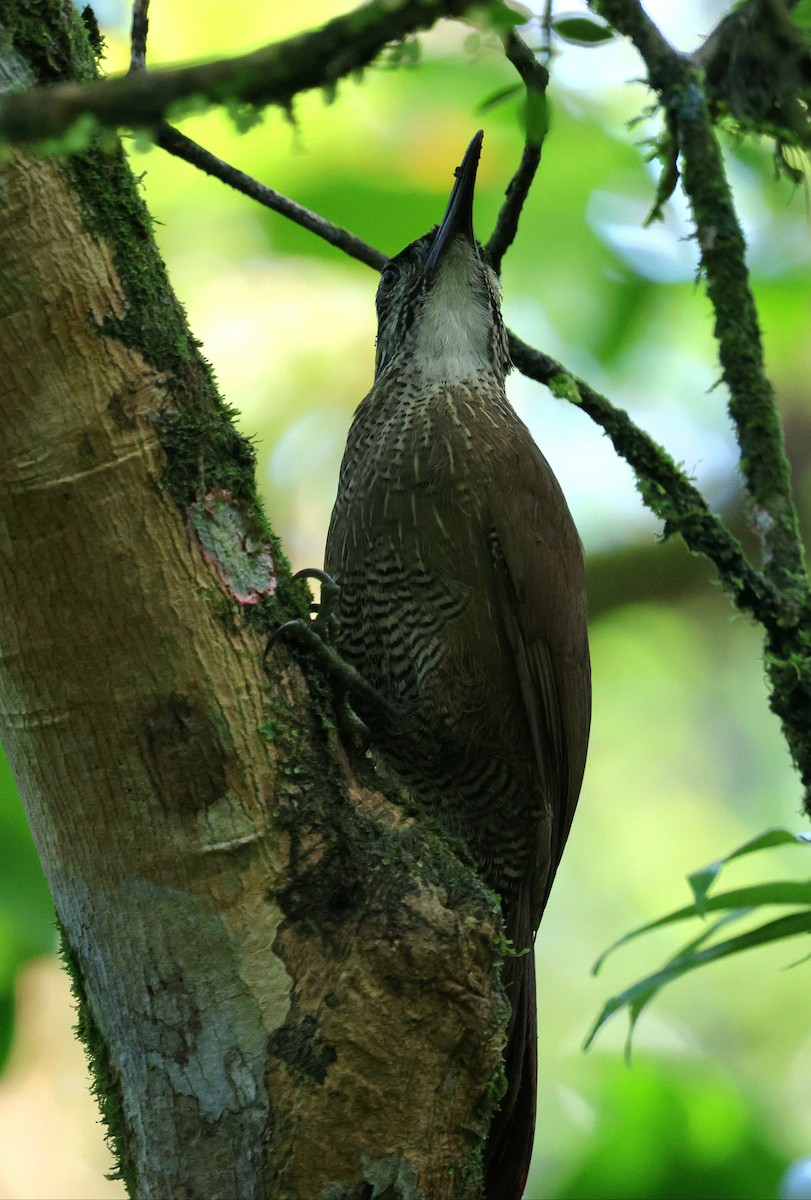 White-throated Woodcreeper - ML645920732