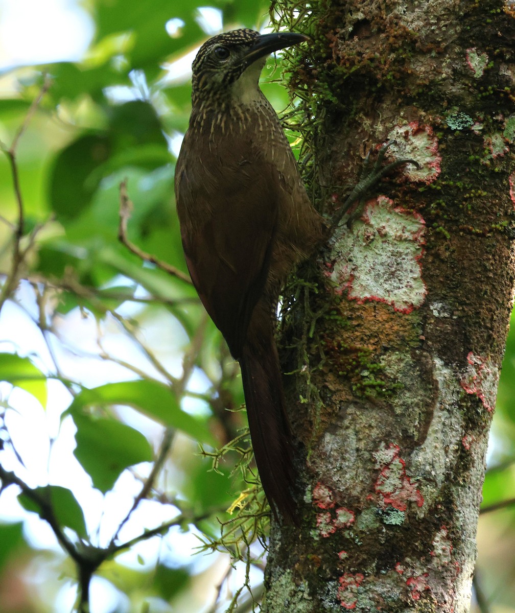 White-throated Woodcreeper - ML645920733