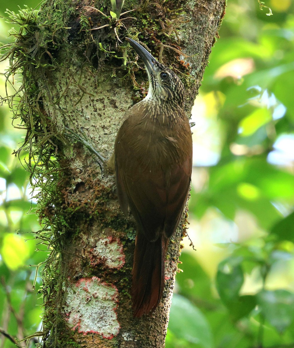 White-throated Woodcreeper - ML645920734