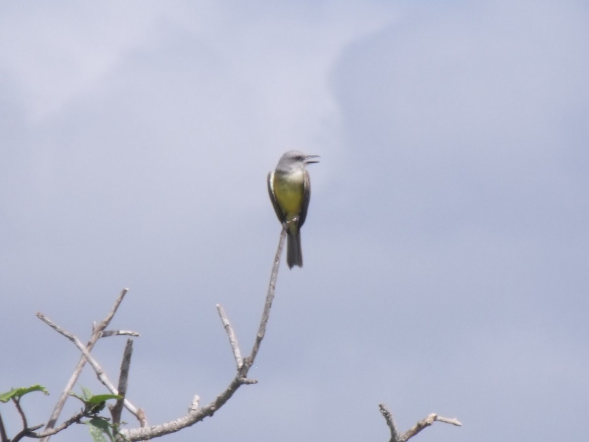 Tropical/Couch's Kingbird - ML645920735
